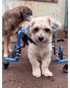 shih-tzu-cadeirante-small-1