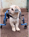 shih-tzu-cadeirante-small-2
