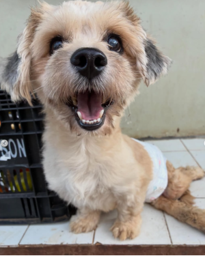 Shih-tzu cadeirante