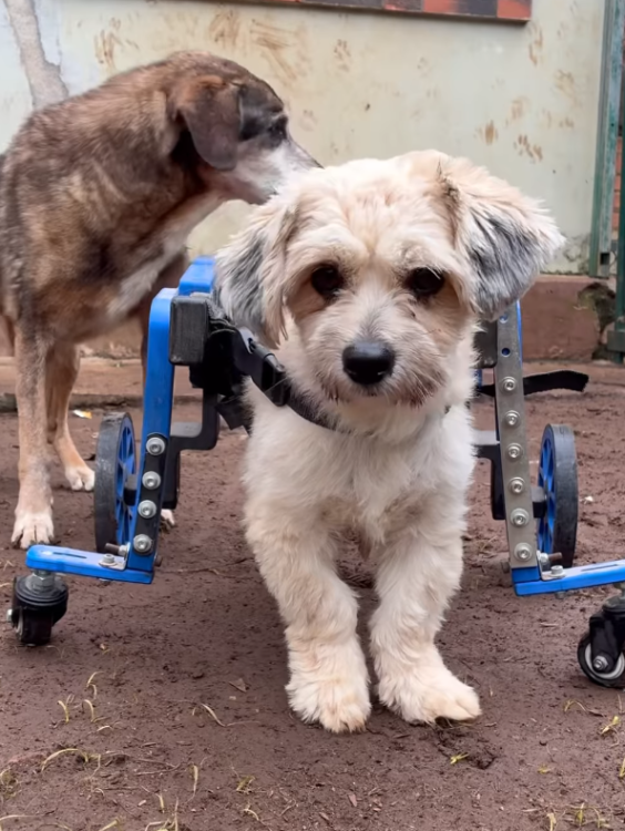 shih-tzu-cadeirante-adocao-doacao-cachorro-gato-1