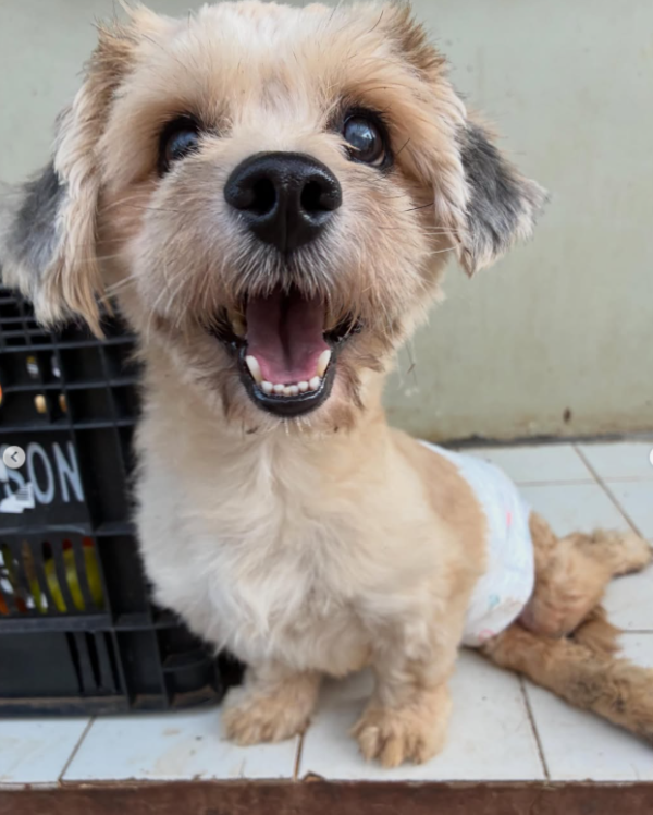 shih-tzu-cadeirante-adocao-doacao-cachorro-gato-0