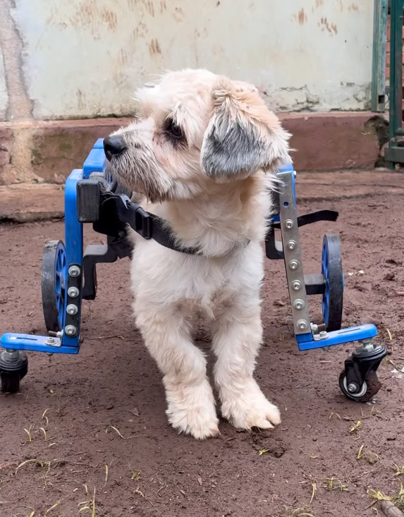 shih-tzu-cadeirante-adocao-doacao-cachorro-gato-2