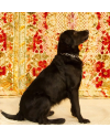 pancho-small-1