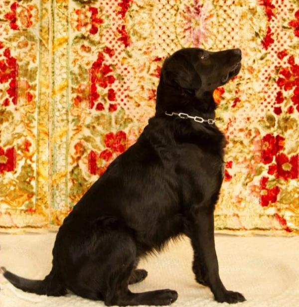pancho-adocao-doacao-cachorro-gato-1