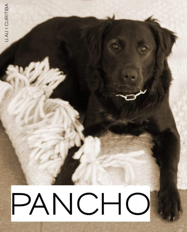 pancho-adocao-doacao-cachorro-gato-0