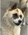 akita-thor-small-0