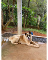 akita-thor-small-2
