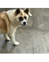 akita-thor-small-1