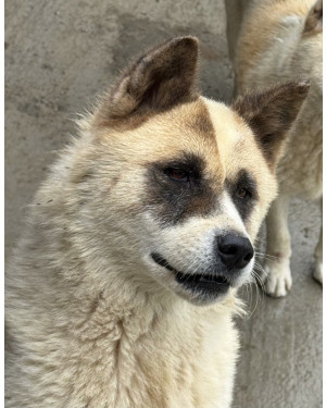 Akita Thor