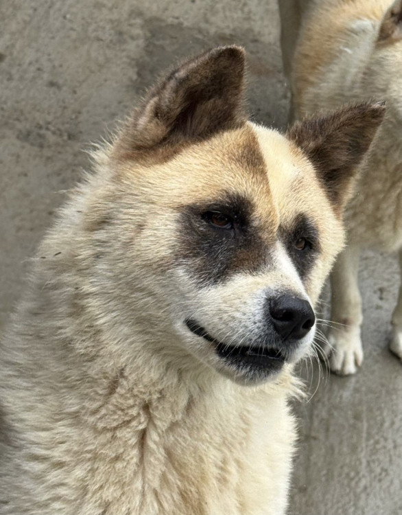 akita-thor-adocao-doacao-cachorro-gato-0