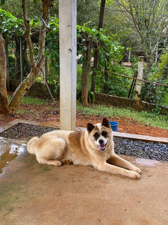 akita-thor-adocao-doacao-cachorro-gato-2