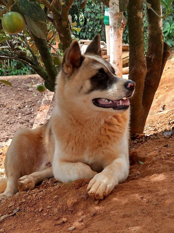 akita-thor-adocao-doacao-cachorro-gato-3