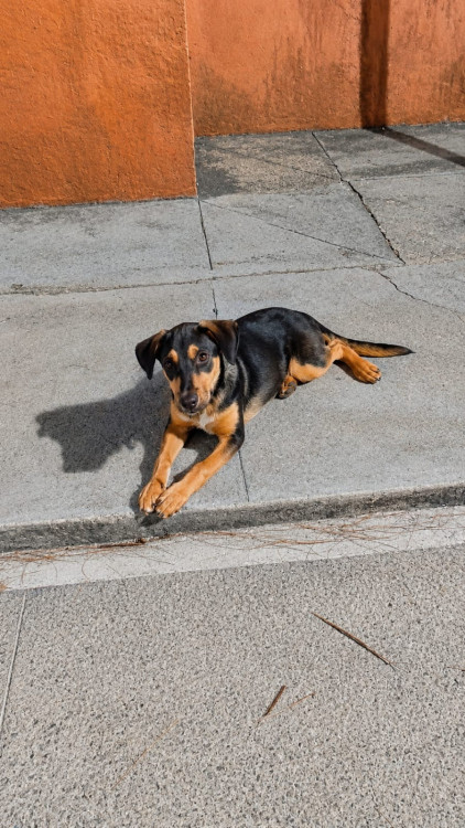baruk-adocao-doacao-cachorro-gato-0