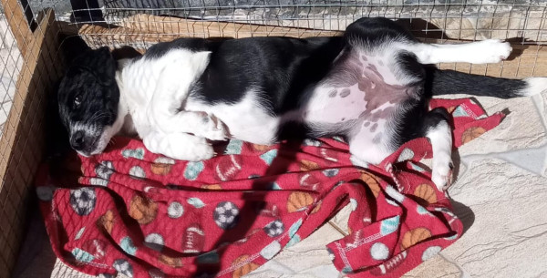 adote-karina-adocao-doacao-cachorro-gato-1