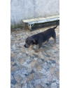 doacao-de-pit-monster-small-1