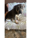 doacao-de-pit-monster-small-0