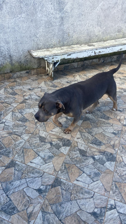 doacao-de-pit-monster-adocao-doacao-cachorro-gato-1