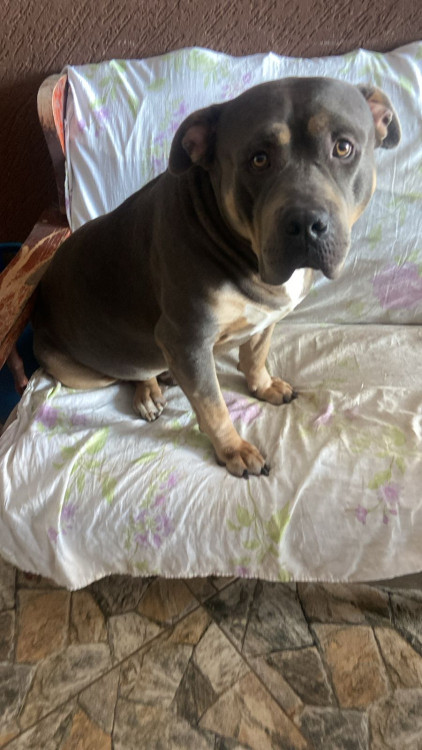 doacao-de-pit-monster-adocao-doacao-cachorro-gato-0
