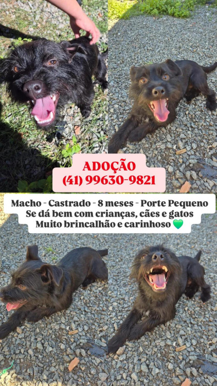 adote-bacteria-adocao-doacao-cachorro-gato-0