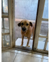 pichuco-cachorro-idoso-brincalhao-small-0