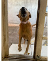 pichuco-cachorro-idoso-brincalhao-small-1