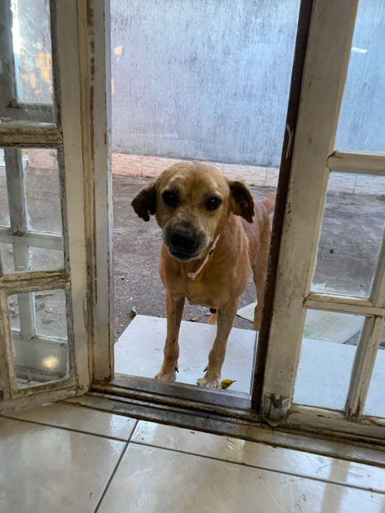 pichuco-cachorro-idoso-brincalhao-adocao-doacao-cachorro-gato-0