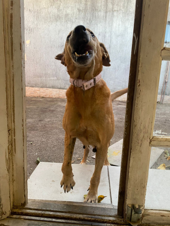 pichuco-cachorro-idoso-brincalhao-adocao-doacao-cachorro-gato-1