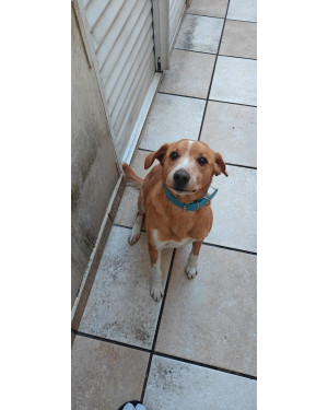 Yuki precisa de um lar seu dono vai embora para outro país