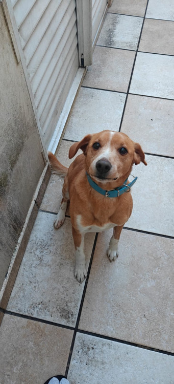 yuki-precisa-de-um-lar-seu-dono-vai-embora-para-outro-pais-adocao-doacao-cachorro-gato-0