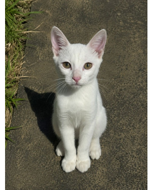 Gato filhote castrado, dócil e carinhoso para adoção