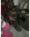 gata-femea-small-0