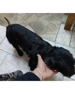 Cão preto de pequeno porte para adoção