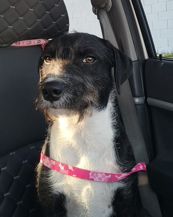 belinha-adocao-doacao-cachorro-gato-2