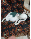 2-gatinhos-branquinhos-lindos-e-saudaveis-small-2