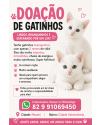 2-gatinhos-branquinhos-lindos-e-saudaveis-small-3