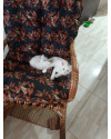 2-gatinhos-branquinhos-lindos-e-saudaveis-small-1