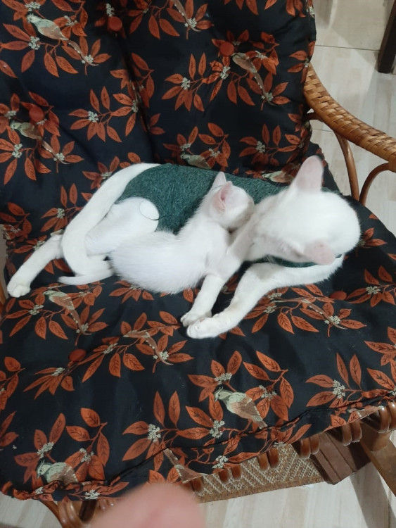 2-gatinhos-branquinhos-lindos-e-saudaveis-adocao-doacao-cachorro-gato-2