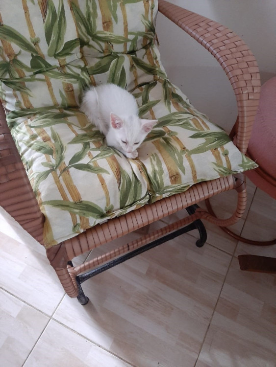 2-gatinhos-branquinhos-lindos-e-saudaveis-adocao-doacao-cachorro-gato-0