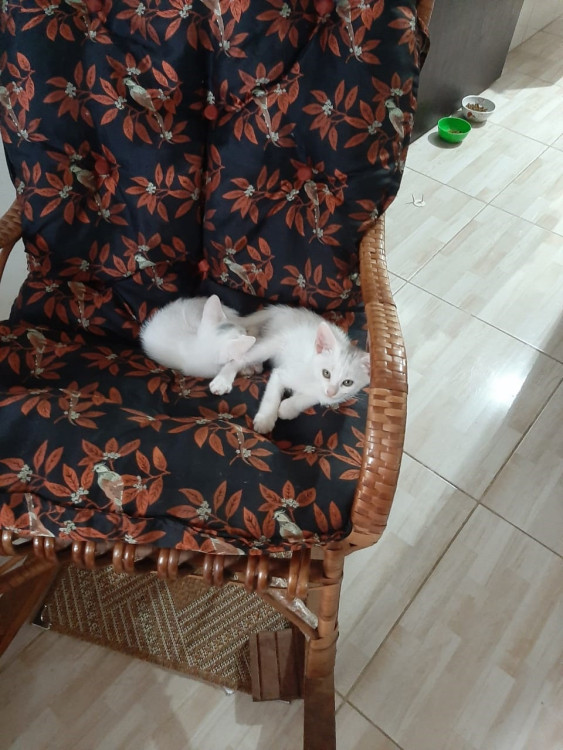 2-gatinhos-branquinhos-lindos-e-saudaveis-adocao-doacao-cachorro-gato-1