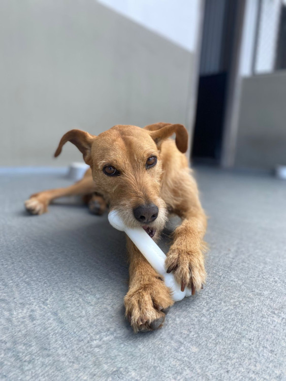 cleitinho-procura-uma-familia-adocao-doacao-cachorro-gato-3