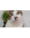 gato-para-adocao-ele-tem-3-anos-e-10-meses-small-0