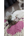 gato-para-adocao-ele-tem-3-anos-e-10-meses-small-1