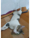 gato-para-adocao-ele-tem-3-anos-e-10-meses-small-2
