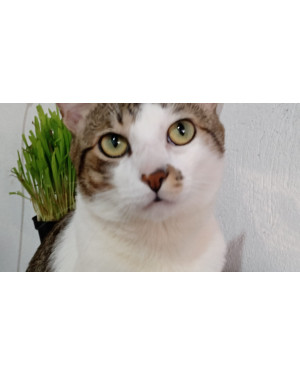 Gato para adoção, ele tem 3 anos e 10 meses
