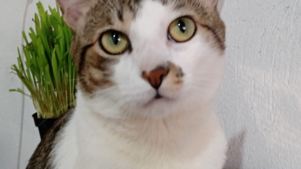 gato-para-adocao-ele-tem-3-anos-e-10-meses-adocao-doacao-cachorro-gato-0