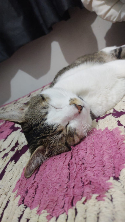 gato-para-adocao-ele-tem-3-anos-e-10-meses-adocao-doacao-cachorro-gato-1