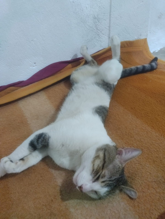 gato-para-adocao-ele-tem-3-anos-e-10-meses-adocao-doacao-cachorro-gato-2