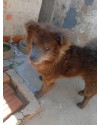 adocao-de-irmaos-small-4