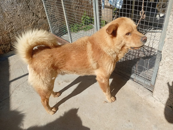 adocao-de-irmaos-adocao-doacao-cachorro-gato-3