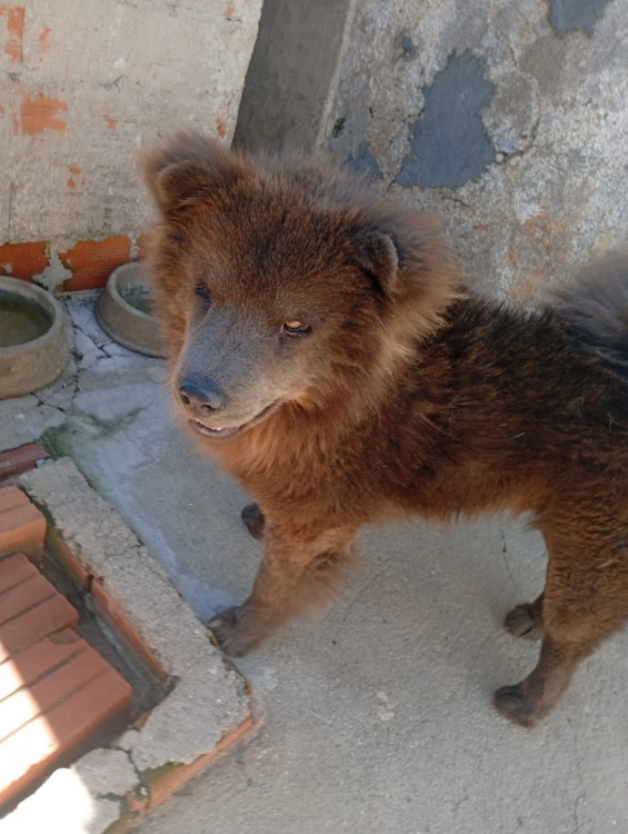 adocao-de-irmaos-adocao-doacao-cachorro-gato-4